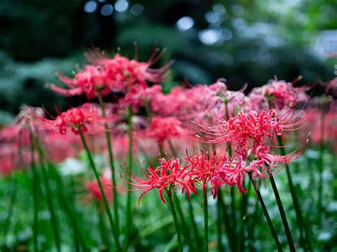 鈴鐺花花語|鈴鐺花花語